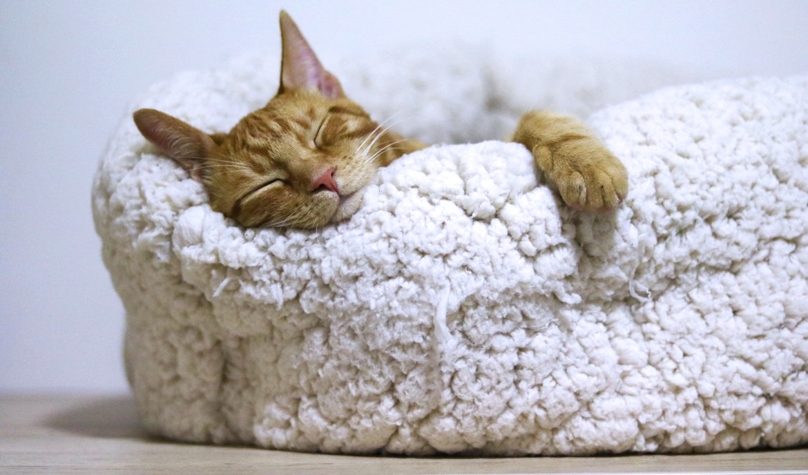 Snurkende kat: mogelijke oorzaken en risico's